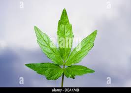 Attēlu rezultāti vaicājumam “Cardamine bulbifera leaf”