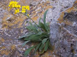 Image result for Alyssum saxatile