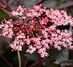 Attēlu rezultāti vaicājumam “Sambucus racemosa flower”