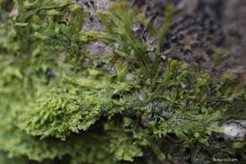 Attēlu rezultāti vaicājumam “Metzgeria furcata”