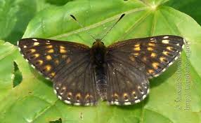 Attēlu rezultāti vaicājumam “Hamearis lucina underside”