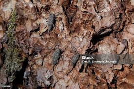 Attēlu rezultāti vaicājumam “Acanthocinus aedilis”