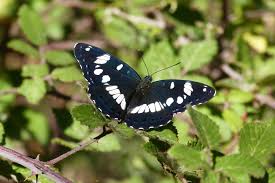 Attēlu rezultāti vaicājumam “Limenitis populi upperside”