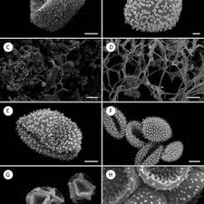 Attēlu rezultāti vaicājumam “Symphytocarpus impexus plasmodium”