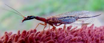 Attēlu rezultāti vaicājumam “Raphidioptera imago”