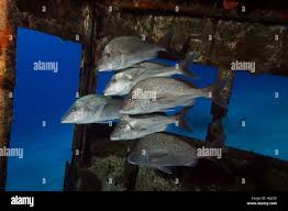 Image result for Haemulon album