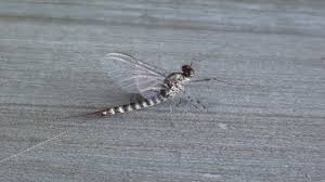 Attēlu rezultāti vaicājumam “Siphlonurus”