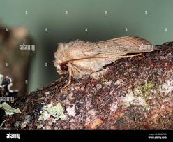 Attēlu rezultāti vaicājumam “Charanyca trigrammica”