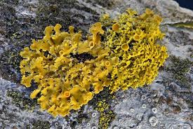 Attēlu rezultāti vaicājumam “Xanthoria polycarpa”