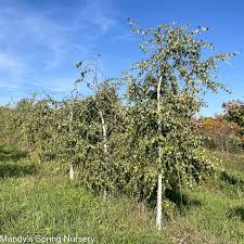 Attēlu rezultāti vaicājumam “Betula pendula Youngii”
