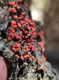 Attēlu rezultāti vaicājumam “Heterotrichia pomiformis (syn. Arcyria pomiformis)”