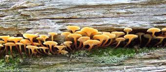 Attēlu rezultāti vaicājumam “Xeromphalina campanella”