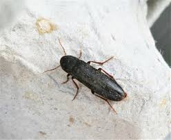 Attēlu rezultāti vaicājumam “Melandryidae”