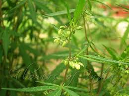 Attēlu rezultāti vaicājumam “Cannabis sativa fruit”