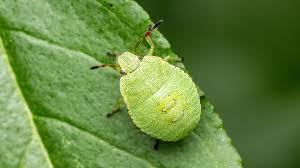 Attēlu rezultāti vaicājumam “Palomena prasina imago”