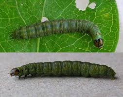 Attēlu rezultāti vaicājumam “Phronia sp. larva”