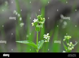 Attēlu rezultāti vaicājumam “Vincetoxicum hirundinaria leaf”