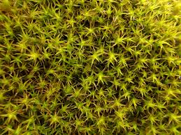 Attēlu rezultāti vaicājumam “Didymodon fallax var. brevifolius”