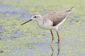 Attēlu rezultāti vaicājumam “Tringa stagnatilis”