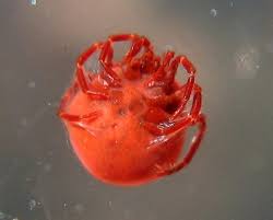 Attēlu rezultāti vaicājumam “Hydrachna”