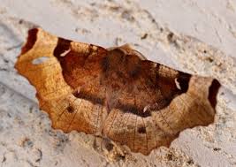 Attēlu rezultāti vaicājumam “Selenia tetralunaria”