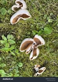 Attēlu rezultāti vaicājumam “Peziza vesiculosa”