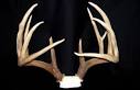 Aging and Scoring Deer | Deer Management at Buck Manager