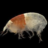 Attēlu rezultāti vaicājumam “Amphipoda”