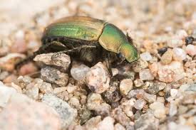 Attēlu rezultāti vaicājumam “Anomala dubia”