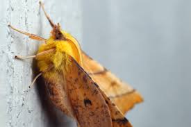 Attēlu rezultāti vaicājumam “Ennomos alniaria”