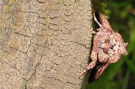 Attēlu rezultāti vaicājumam “Hadena rivularis”