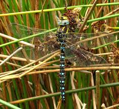 Attēlu rezultāti vaicājumam “Aeshna juncea male”