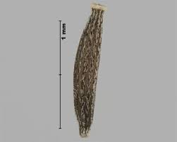 Attēlu rezultāti vaicājumam “Inula britannica bud”