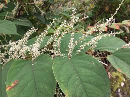 Attēlu rezultāti vaicājumam “Reynoutria japonica flower”