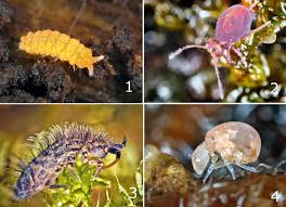 Attēlu rezultāti vaicājumam “Orchesella sp.”