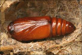 Attēlu rezultāti vaicājumam “Conistra rubiginea”