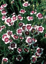 Attēlu rezultāti vaicājumam “Dianthus deltoides flower”