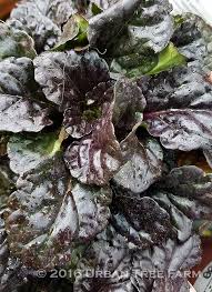 Attēlu rezultāti vaicājumam “Ajuga reptans leaf”