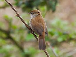 Image result for Cettia cetti