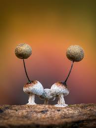 Attēlu rezultāti vaicājumam “Didymium serpula macro”