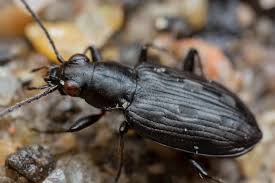 Attēlu rezultāti vaicājumam “Bembidion litorale”