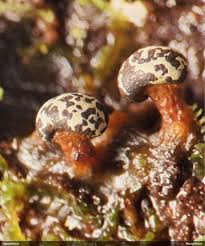 Attēlu rezultāti vaicājumam “Diderma tigrinum macro”