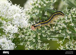 Attēlu rezultāti vaicājumam “Ceramica pisi”