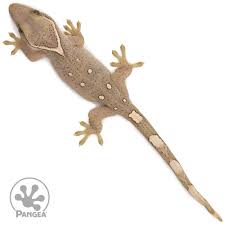 Attēlu rezultāti vaicājumam “Reticularia jurana young”