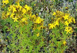 Attēlu rezultāti vaicājumam “Hypericum perforatum”