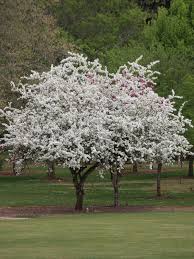 Attēlu rezultāti vaicājumam “Malus x zumi”