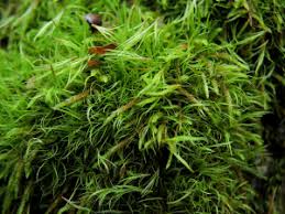 Attēlu rezultāti vaicājumam “Paraleucobryum longifolium”