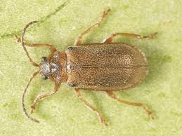 Attēlu rezultāti vaicājumam “Licea pusilla”