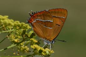 Attēlu rezultāti vaicājumam “Thecla betulae female”