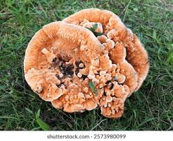 Attēlu rezultāti vaicājumam “Hydnellum sp.”